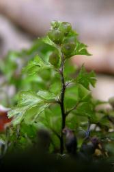 Hymenophyllum cupressiforme. Frond showing toothed margins, winged rachis and stipe, and shallowly toothed indusial flaps.  
 Image: L.R. Perrie © Te Papa 2006 CC BY-NC 3.0 NZ